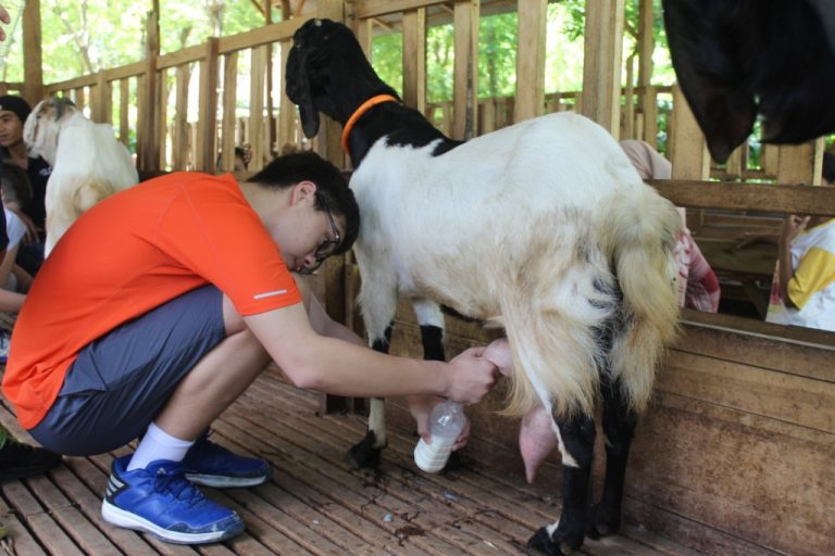 Kampong-Kopi-Gombengsari-Wisata-edukasi-peternakan-kambing-etawa-perah-susu-kambing-etawa-www-tourbanyuwangi-com-08113411712